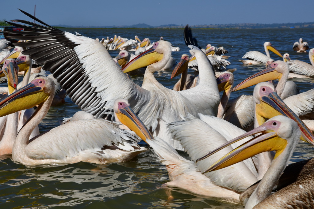 Lake Tana, Bahir Dar